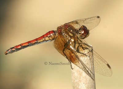 Band-winged Meadowhawk S8 #6792
