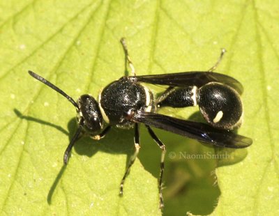 Potter Wasp - Eumenes fraternus AU8 #3142