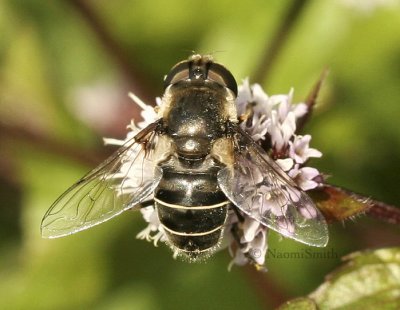 Eristalis dimidiata -  AU8 #5324