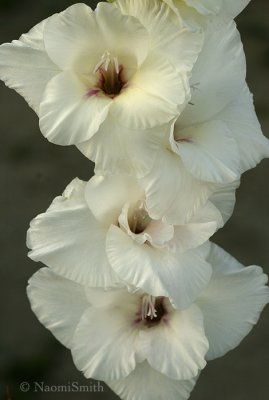 Gladiolus - White Prosperity S8 #6976