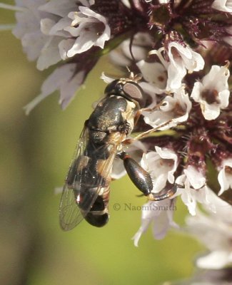 Syritta pipiens AU8 #3447