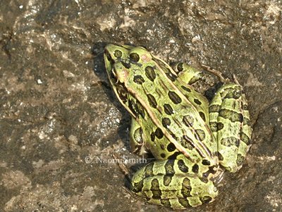 Northern Leopard Frog - Rana pipiens AU8 #6082