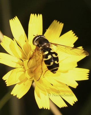 Dasysyrphus S8 #7774