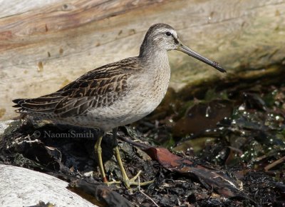 Short-billed Dowitcher S8 #5333