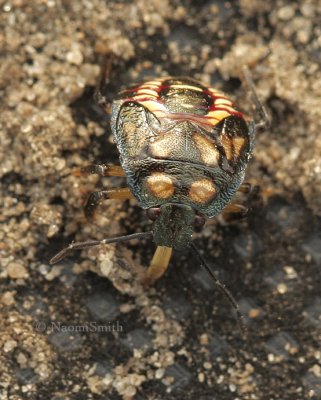 Stink Bug nymph S8 #5964