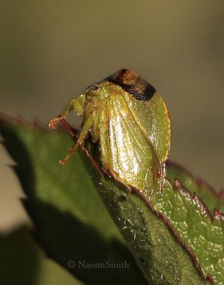  Stictocephala - Buffalo Treehopper O8 #7127