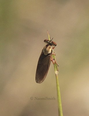 Holcocephala sp. Robber Fly AU9 #4847