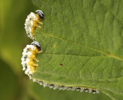 Dogwood Sawfly larva AU9 #4522