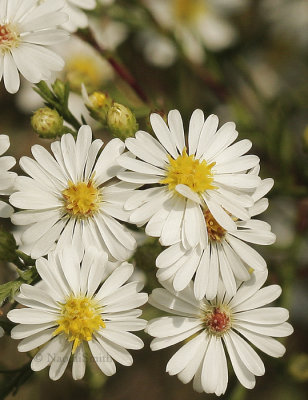 White Asters S9 #7658
