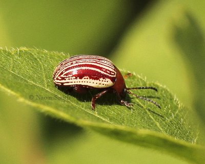 Blepharida rhois S9 #7364