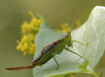 Conocephalus brevipennis S9 #7593