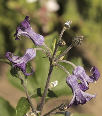 Clematis heracleifolia S9 #8057