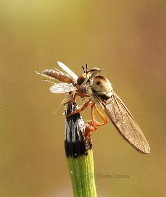 Holcocephala sp. S9 #8198