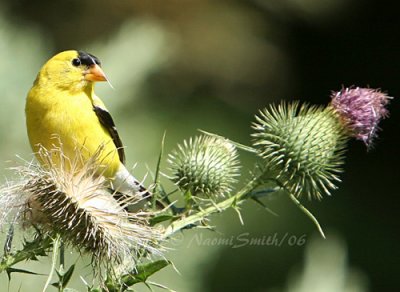 American Goldfinch - Carduelis tristis male #9105