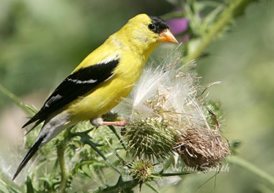American Goldfinch - Carduelis tristis male #9168
