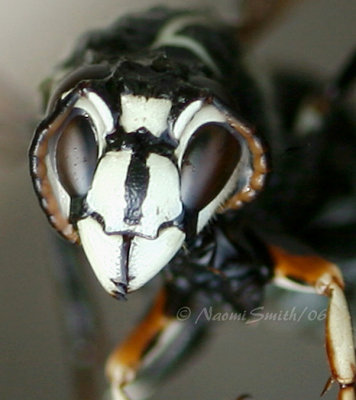 Dolichovespula maculata - Bald-faced Hornet  #0074