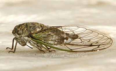 Dog Day Cicada #8397