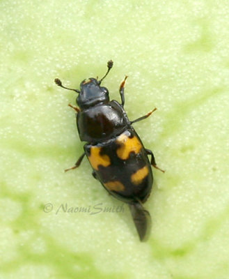 Glischrochilus fasciatus #9490