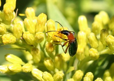 Calleida punctata #0701