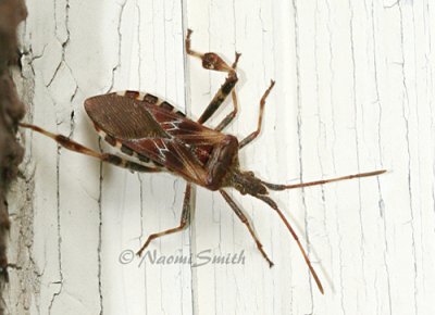 Western Conifer Seed Bug #9854