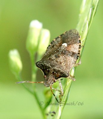 Stink Bug #9686