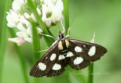 White-spotted Sable Moth #9811