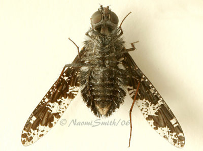 Bee Fly-Anthrax  irroratrus  #9443