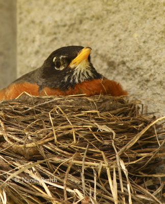 American Robin on Nest MY8 #9577
