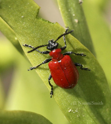 Lily Leaf Beetle My8 #7231