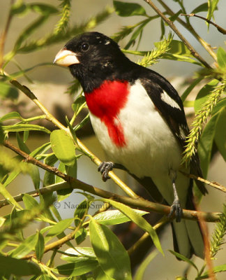 Rose-breasted Grosbeak MY8 #0143