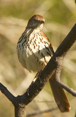 Brown Thrasher (Toxostoma rufum) MY8 0098