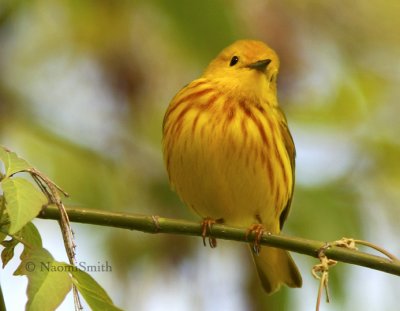 Yellow Warbler (Dendroica petechia) MY8 #0247