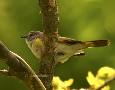 American Redstart MY8 #0262