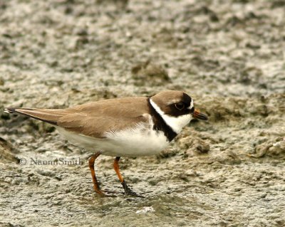 Semipalmated Plover- Charadrius melodus MY8 #634