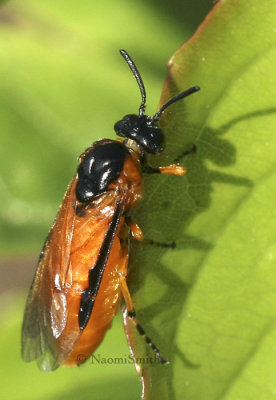 Rose Sawfly - Arge ochropus  JN8 #7920