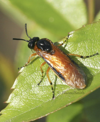 Rose Sawfly - Arge ochropus JN8 #7910