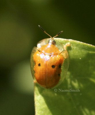 Golden Tortoise Beetle JN8 #8155