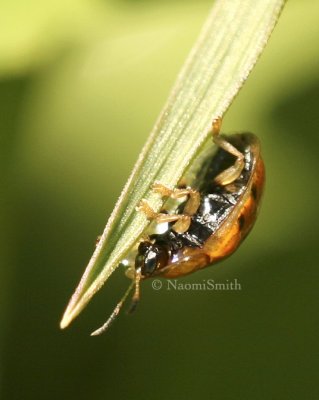 Golden Tortoise Beetle JN8 #8139