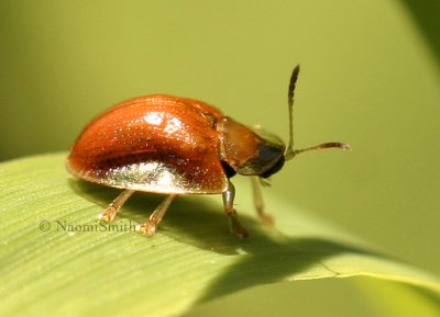 Golden Tortoise Beetle JN8 #8173