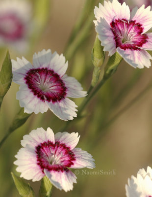 Dianthus Arctic Fire JN8 #8253