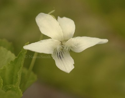 Viola blanda - Sweet White Violet  JN8 #8440