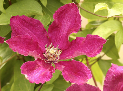 Clematis Ernest Markham JN8 #8318