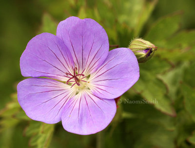 Geranium Rozanne JN8 #8342.jpg