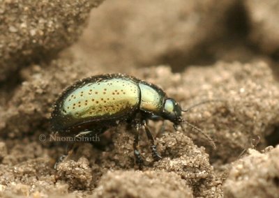 Chrysolina hyperici JN8 #8412