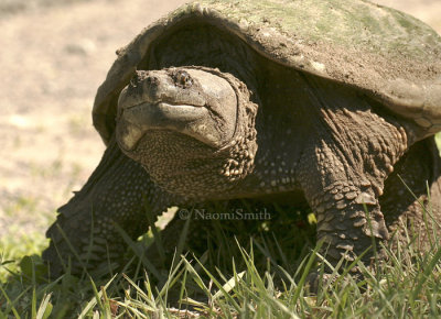 Snapping Turtle JN8 #8481