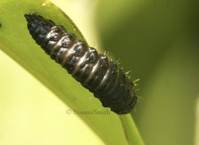 Leaf Beetle Larva JN8 #8644