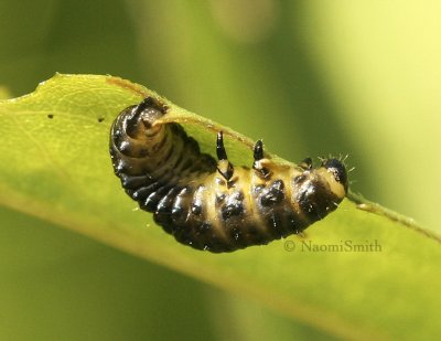 Leaf Beetle Larva JN8 #8626