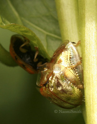 Golden Tortoise Beetle JN8 #8654