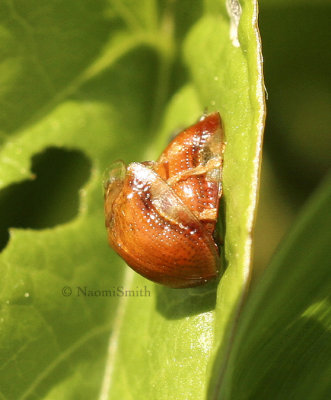Golden Tortoise Beetle JN8 #8611
