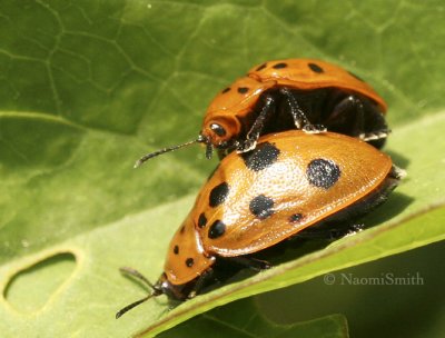 Argus Tortoise Beetle JN8 #8622